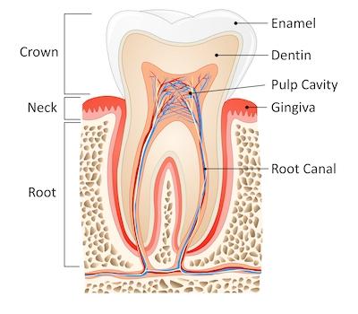 cross section of root canal